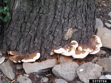 Mushroom, Conk, or Fruting Body